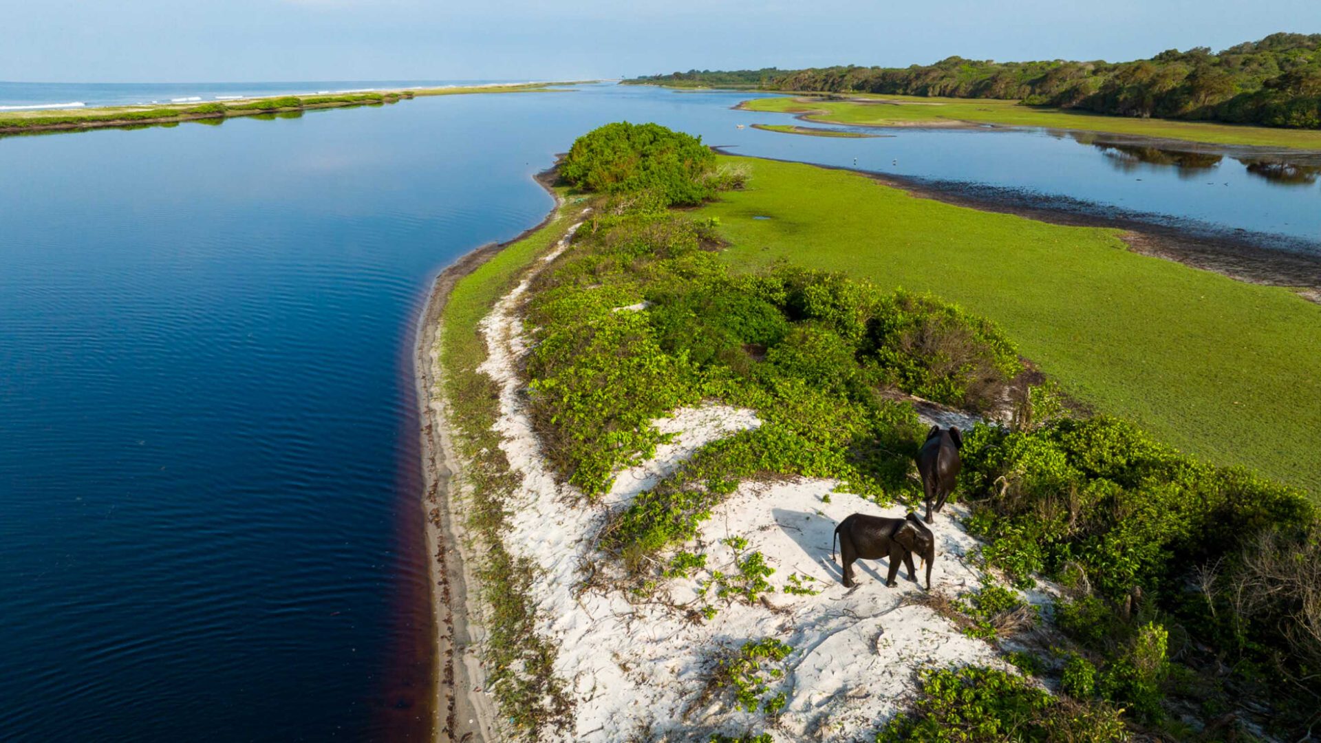 Elephants on the banks of a large wetland area.