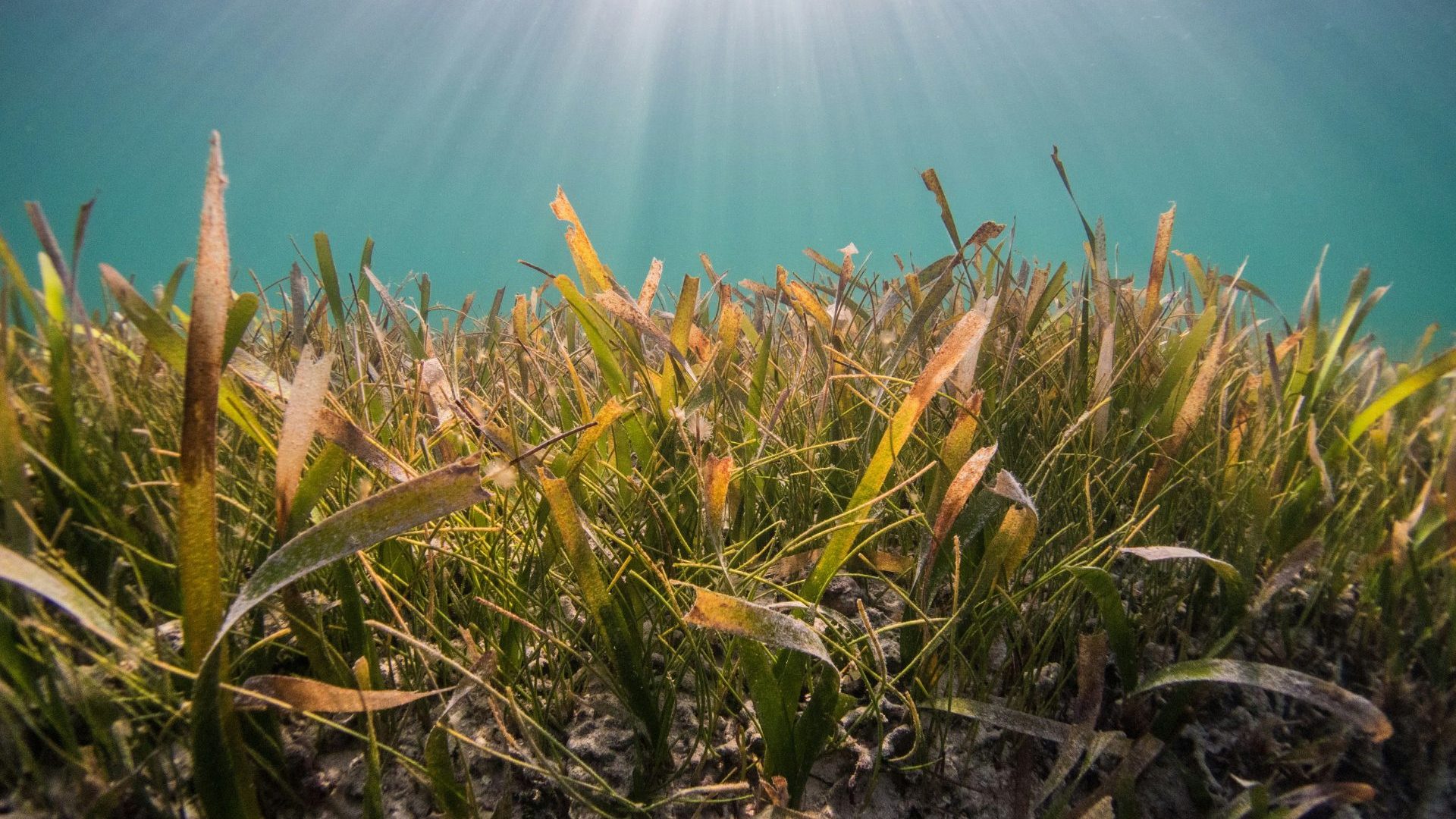 Green seagrass waves in blue water