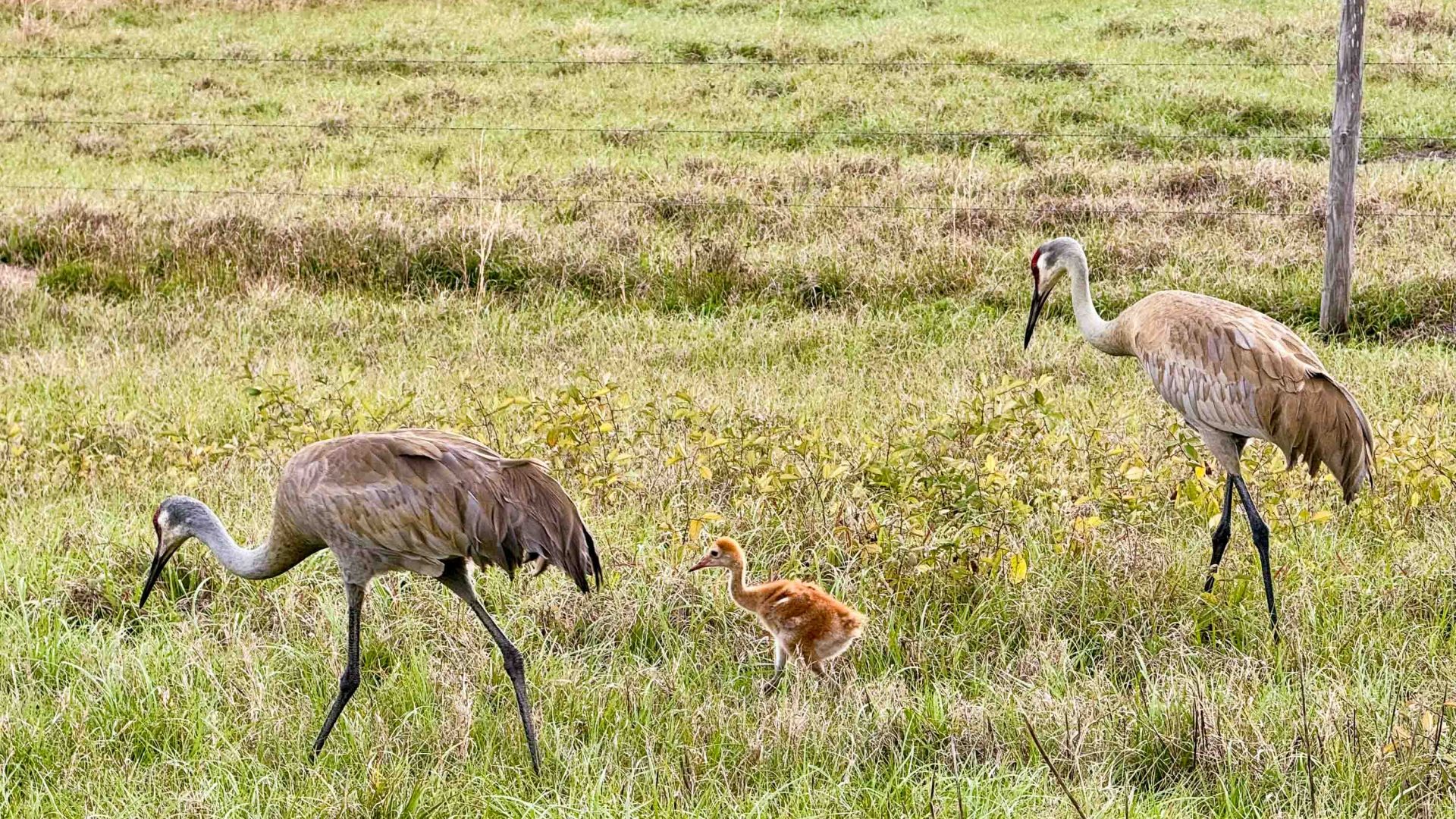 Two adult birds and a chick walk across grass in a fenced area.