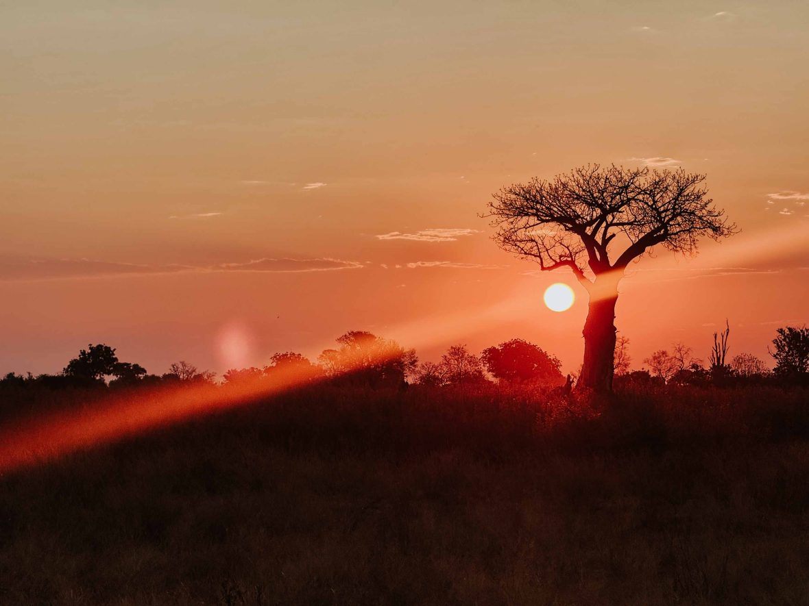 A sunset behind a lone baobab tree.
