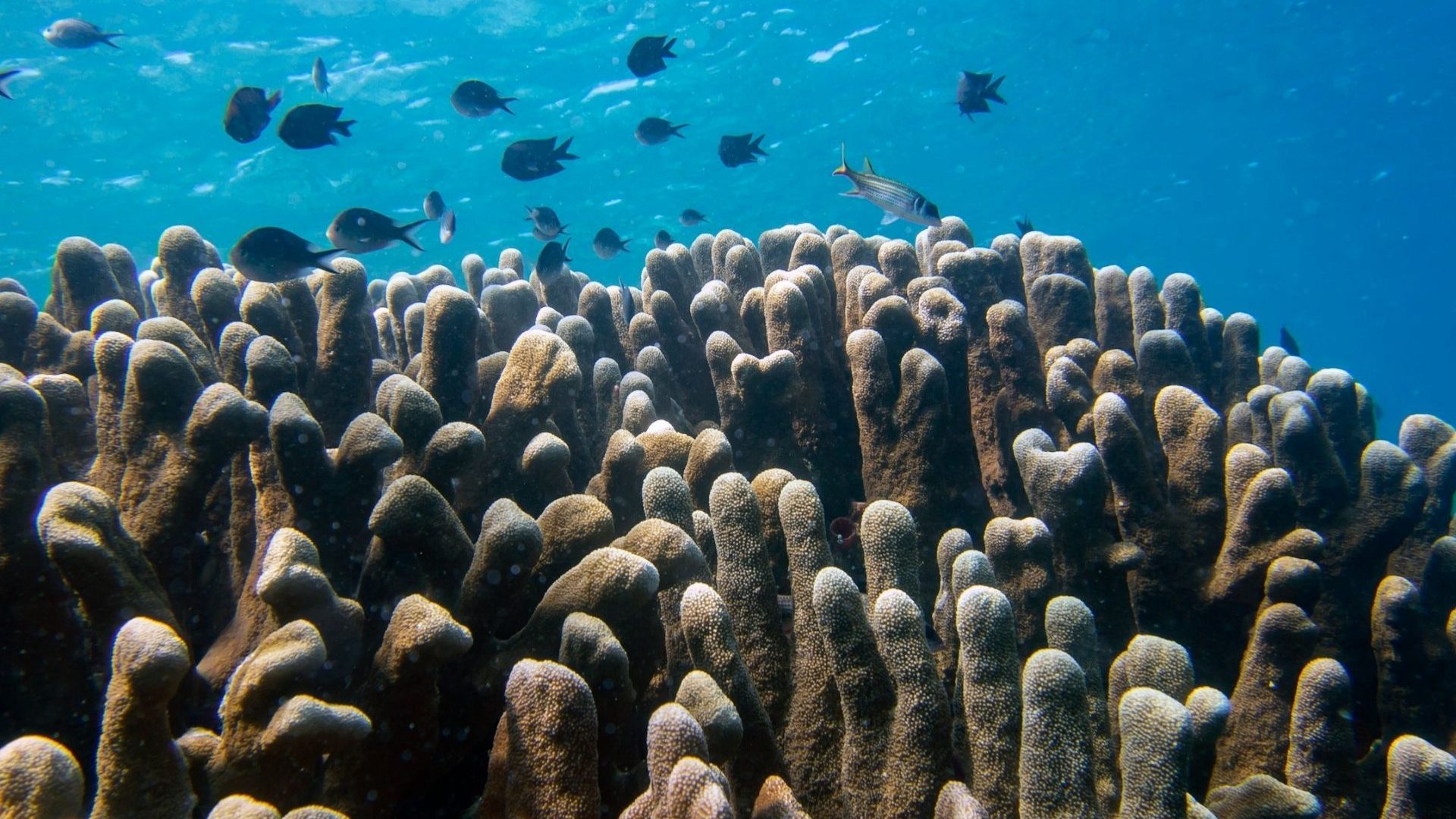 Reality check: Coral restoration won’t save the world’s reefs