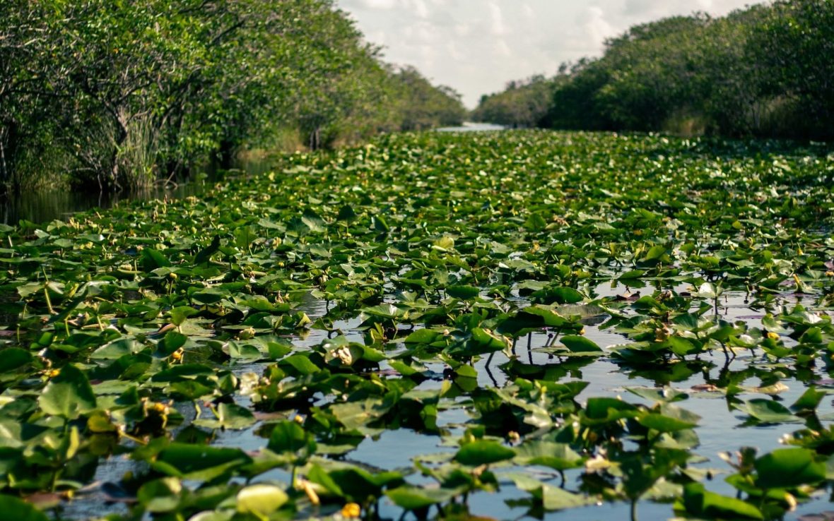 A close-up of the wetlands and canals