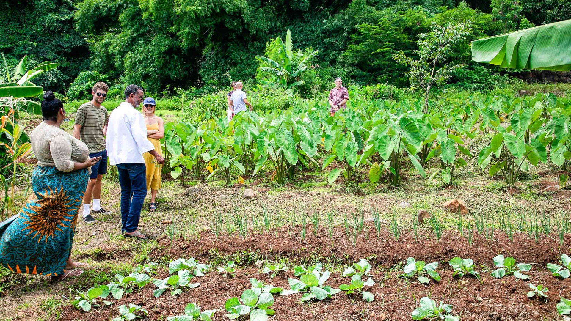 A chef and others walks through a green garden with plots of vegetables.