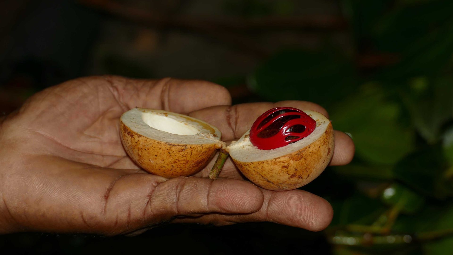 A hand holds a nutmeg.