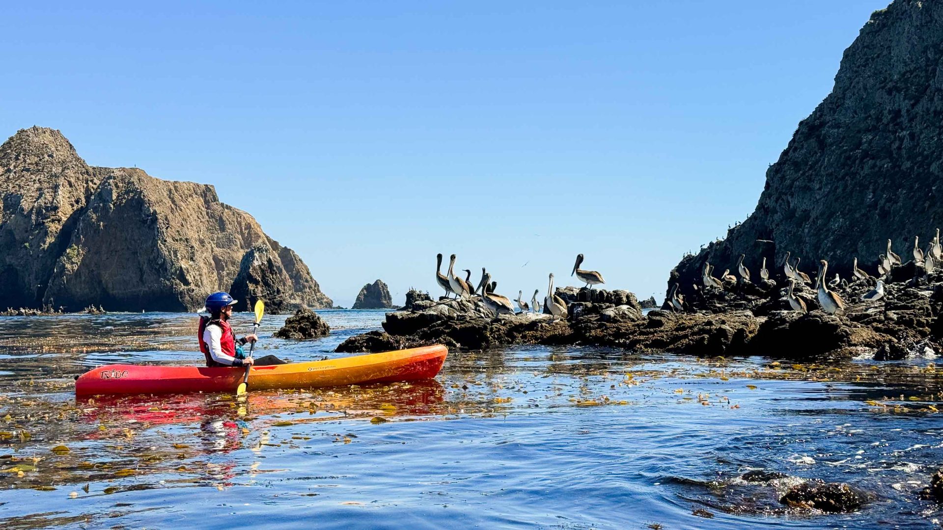 It started with a blue-footed booby in the Galápagos. Now I’m officially a birdwatcher