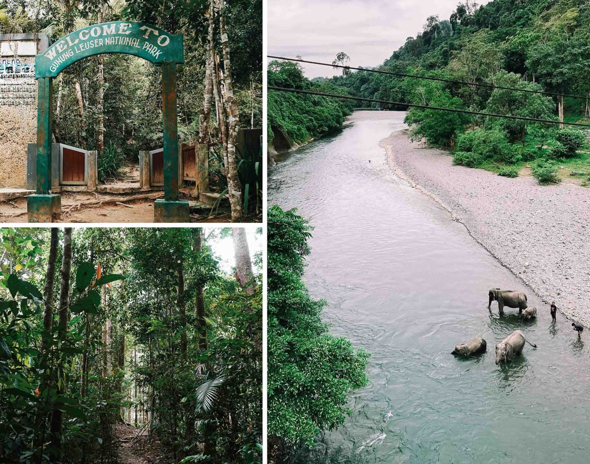 Various scenes from the National Park: The entry, the forest and elephants bathing in a long river.