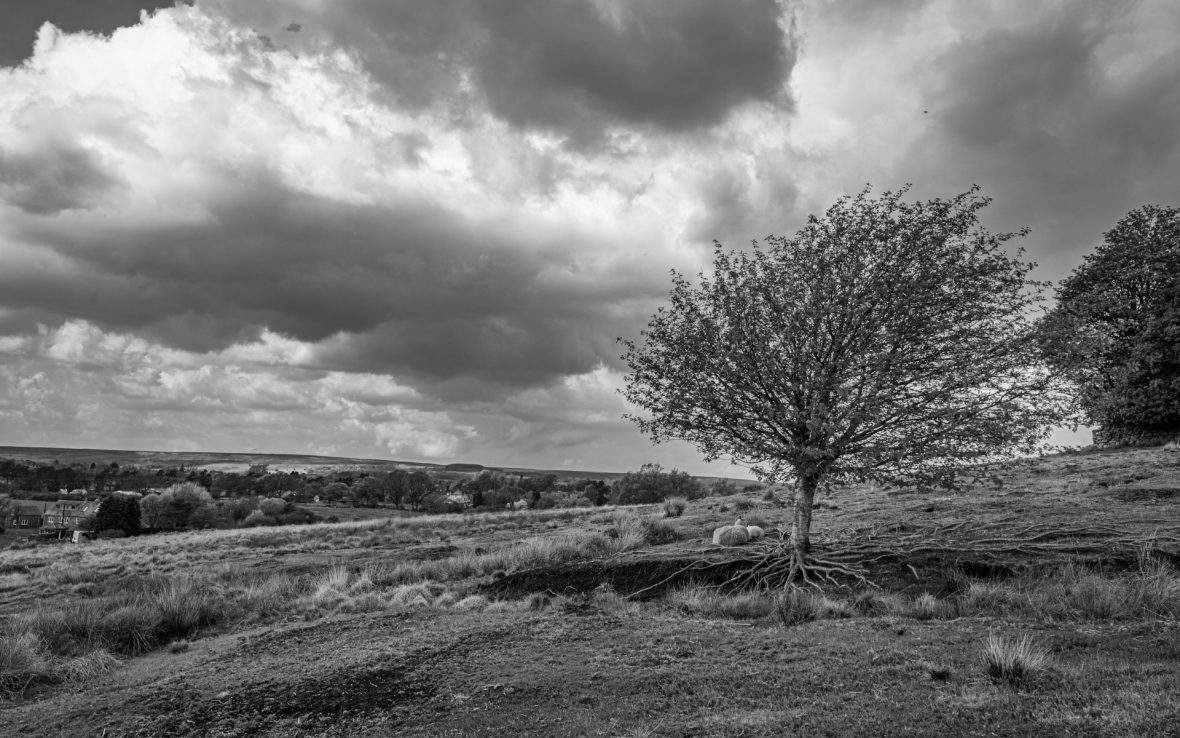 A black-and-white photo of a tree in a vast national park against a cloudy sky