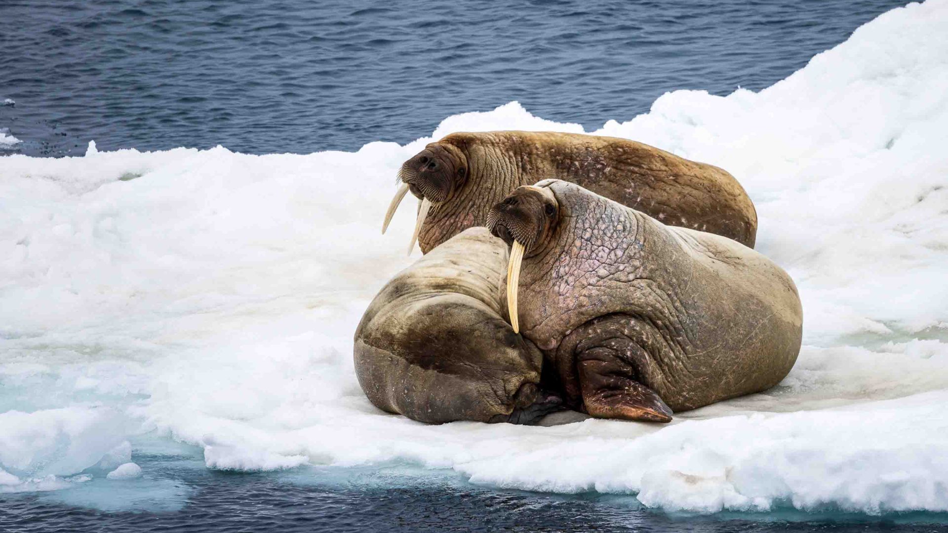 Three walruses huddled together.