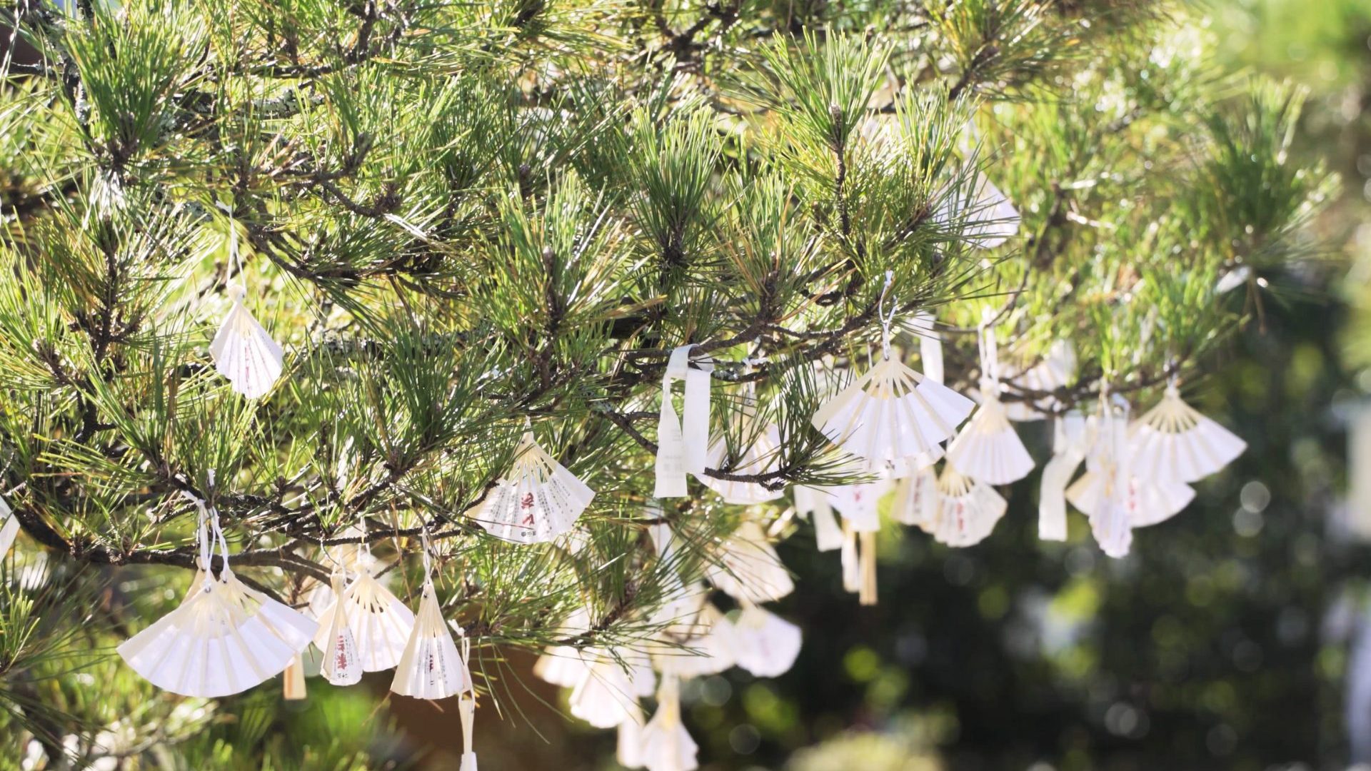 Small holding fans hang from tree