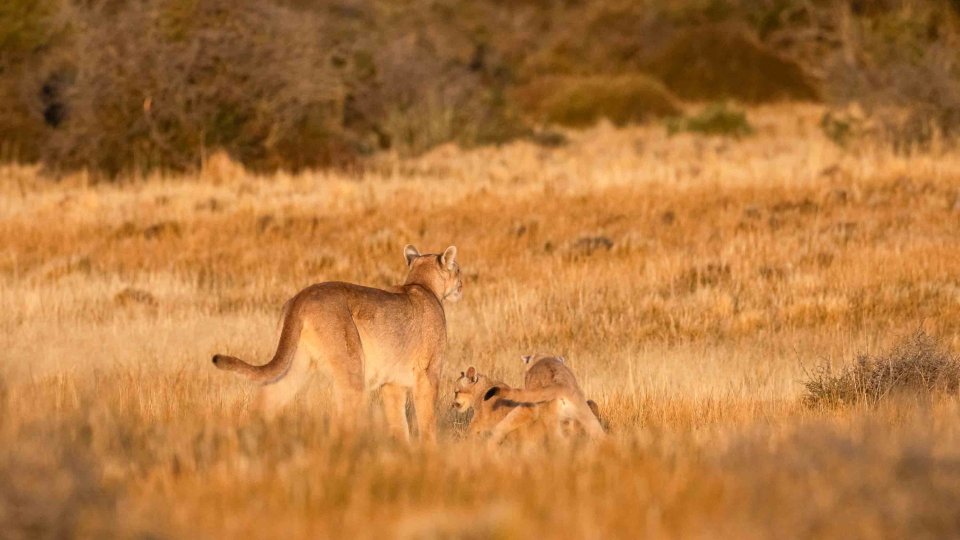 A mother Puma and a couple of cubs in yellowing grass.