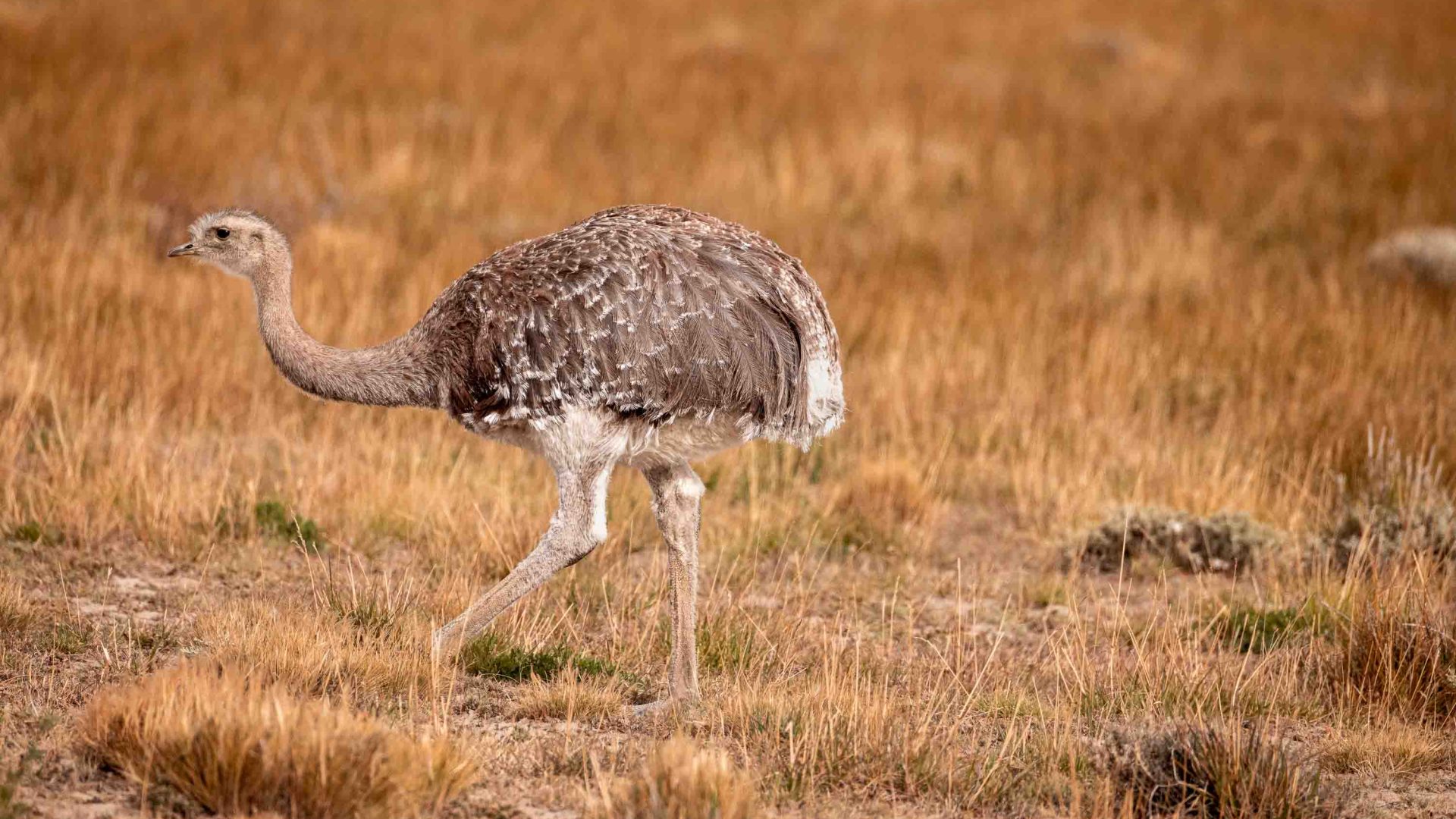 A Rhea bird in grasslands.