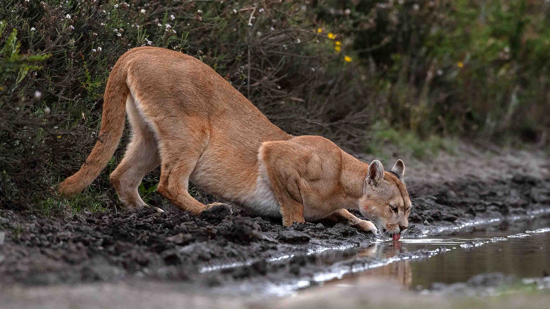 A striped Puma drinks water.