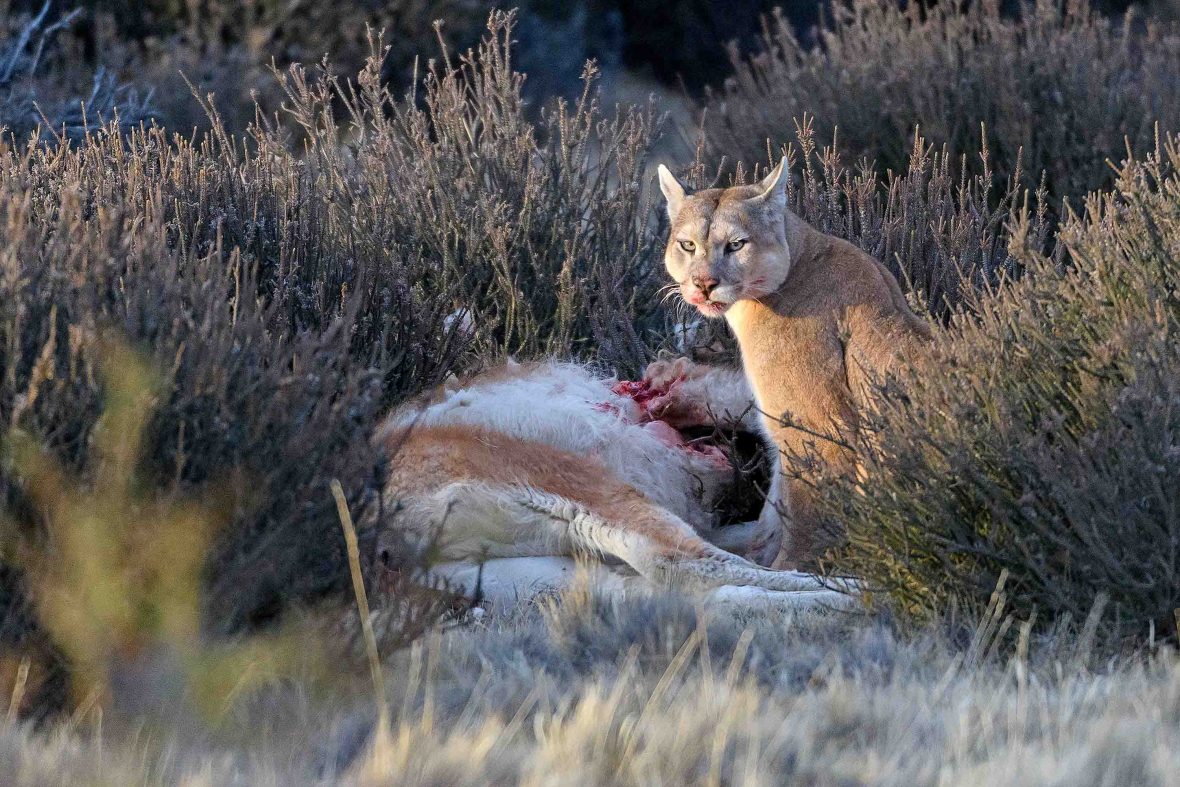 A striped puma eats its prey.