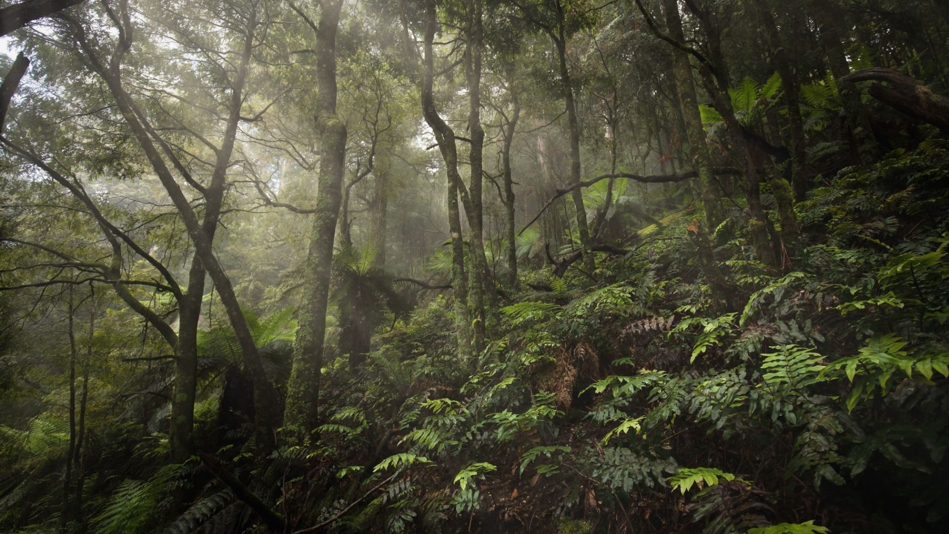 The people’s park: Activists in Australia are creating a national park… government approval or not