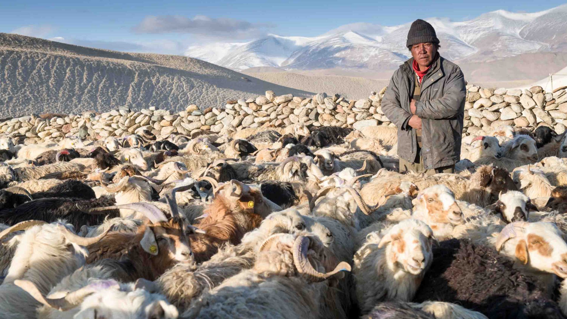 A shepherd stands with his sheep.