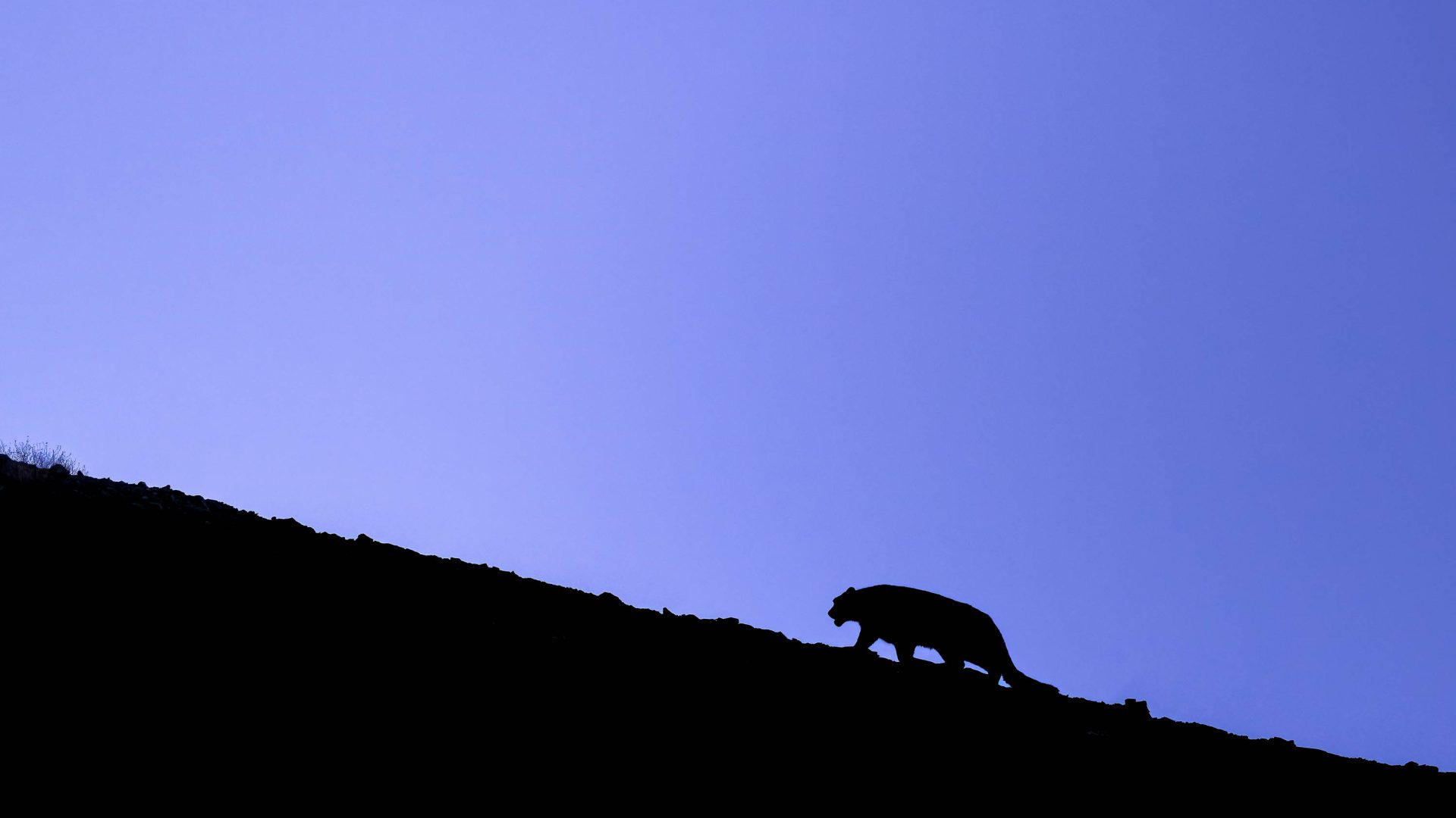 The silhouette of a snow leopard walking up a mountain.