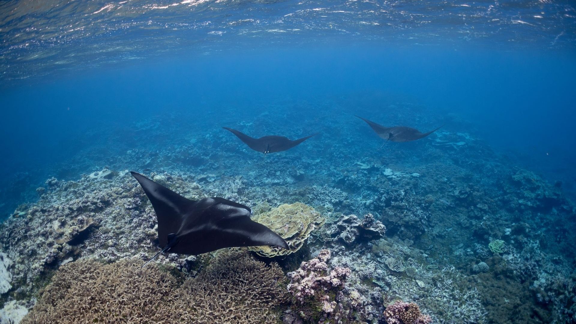 DOGE is in charge of US National Parks—including marine monuments. What does that mean for our oceans?